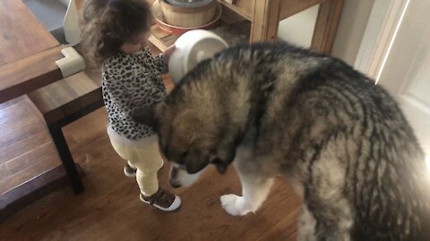 Toddler tries to give her dog dinner using empty food bowl