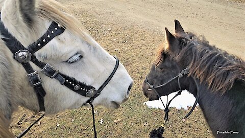 Foal goes on his first trail ride without his Mamma