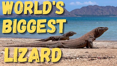 Quick Facts About Komodo Dragons