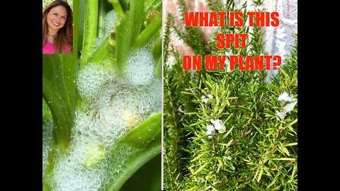 SPIT ON MY ROSEMARY PLANTS? Spittle Bugs!🐛Plant Care