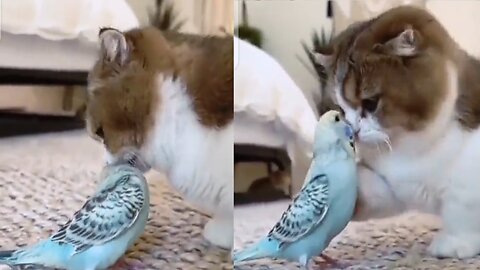 "Feathered Frenzy: A Cat's Playdate with a Parrot"