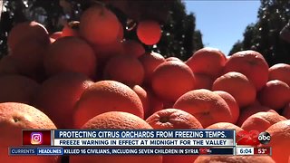 Protecting citrus trees from freezing temperatures