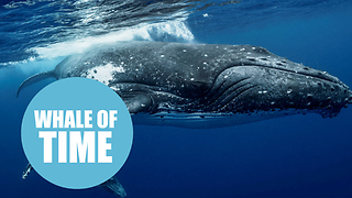 Humpback whales with young calf in Tongan waters