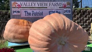WMAR Fall Staycations: Valley View Farms