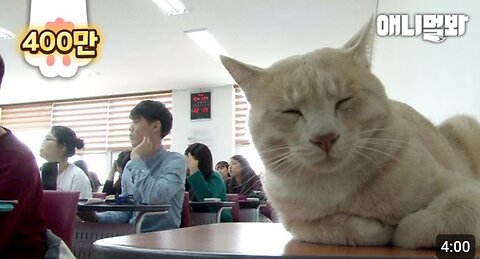 Story of How Cat That Near Death Became a College Student