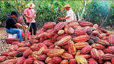 Cocoa Fruit Harvesting - Cocoa bean Processing - Cocoa Processing To Make Chocolate in Factory