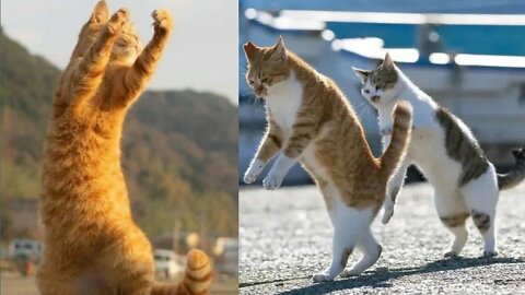 Extraordinary cat dance.