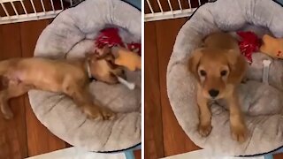 Adorable 8-week-old Cocker Spaniel Puppy Playtime