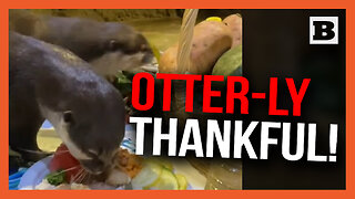 OTTER-LY THANKFUL! — New Hampshire Otters DINE on Thanksgiving Feast