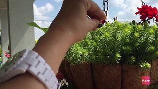 Hanging plant trick update with Elissa the Mom | Rare Life