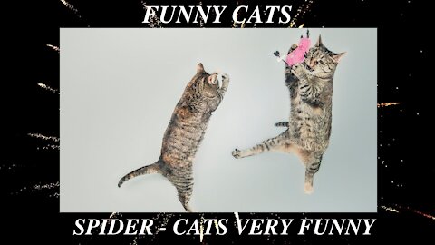 SPIDER CATS - THE BEST VIDEO