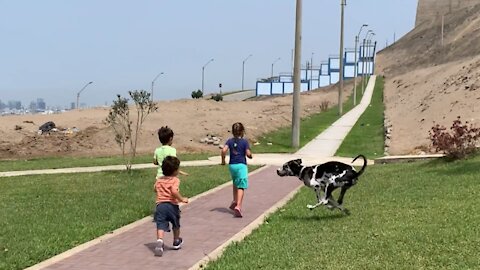 Great Dane puppy sends kid flying after running into him