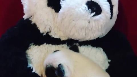 Tiny newborn puppy cuddles stuffed panda