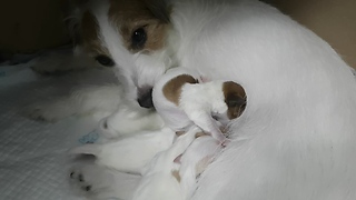 Jack Russell mother's nurses her 5 puppies