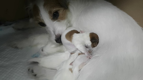 Jack Russell mother's nurses her 5 puppies