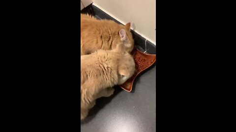 cats don't have time to talk