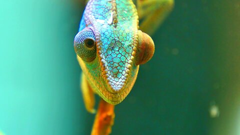 the chameleon of colors animal