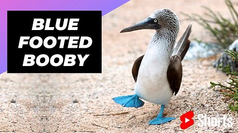 Blue-Footed Booby 🦆 One Unique Animal You Have Never Seen #shorts