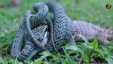 Lagartos e Serpente Trava uma Batalha Pela Sobrevivência na Natureza..