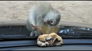 Apa försöker äta en hamburgare – genom glas!