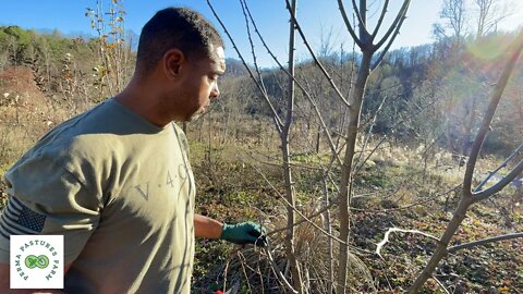 Pruning Differences: Orchard vs. Food Forest