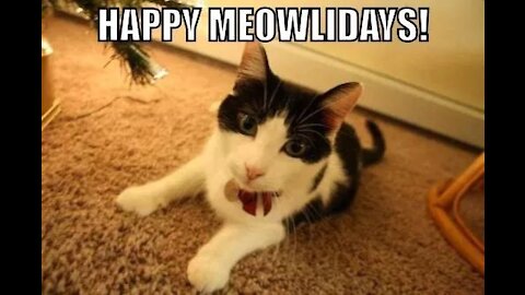 Funny Cats videos happy holidays