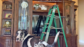 Great Dane Is Shocked To See Two Ladder Loving Cats