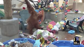 Hesty the Orangutan Celebrates 11th Birthday