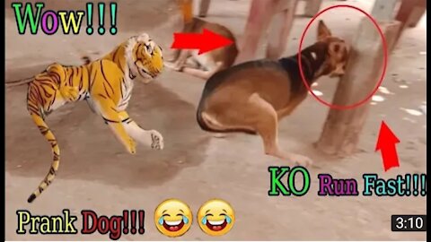 Wow nice Fake tiger prank dog, funny video, comedy videos