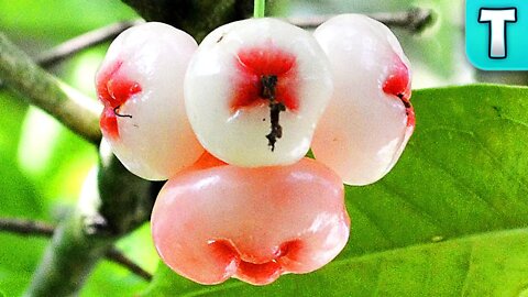 Top 10 Fruits You've Never Heard Of Part 21