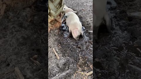 Pig mud bath time! #pigs #pig #piggy #mud #mudbath #shorts