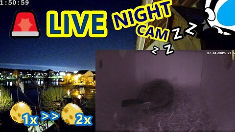 🚨12/04/23(Night)🏴󠁧󠁢󠁥󠁮󠁧󠁿Bird Nest Box Second Egg! - Suburban Blue Tit Egg Laying Stage