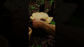 Foraging Dryads Saddle Mushroom. Wild Edible Mushrooms in the forest. #shorts