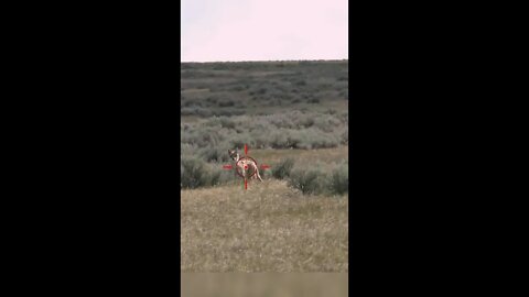 Hunting Coyotes #shorts #dogs #animals #hunter #056