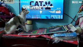 Kat fisker på tv'et under karantænen