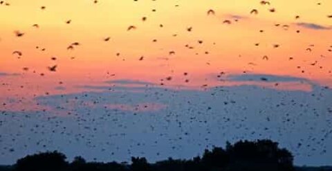 Migliaia di pipistrelli all'alba in Africa
