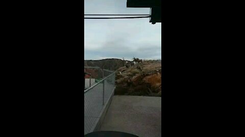 Rocky Mountain Big Horn Sheep at my Gondola Station at the Royal Gorge Bridge & Park