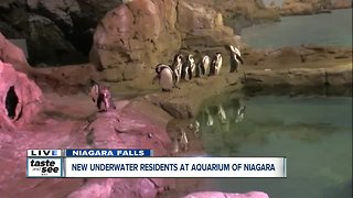 Meeting some of the new residents at Aquarium of Niagara Falls