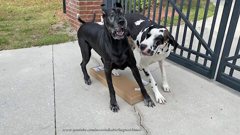 Funny Great Danes Dig It When Box Of Blinds Is Delivered