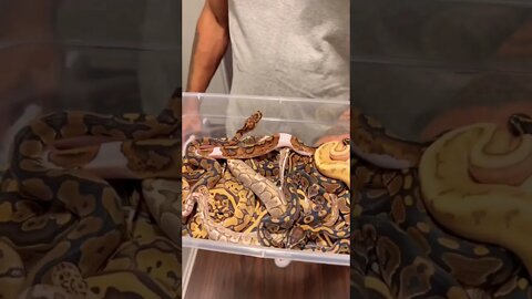 Beautiful Baby Snakes! 🤩🐍