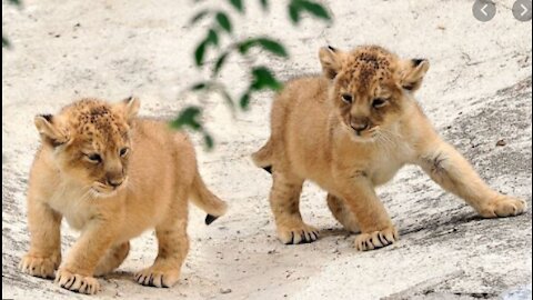 Adorable 6 lion cubs playing around