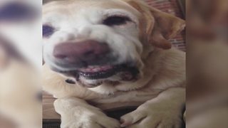 Funny Dog Smiles On Demand