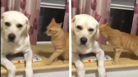 Cat teasing dog