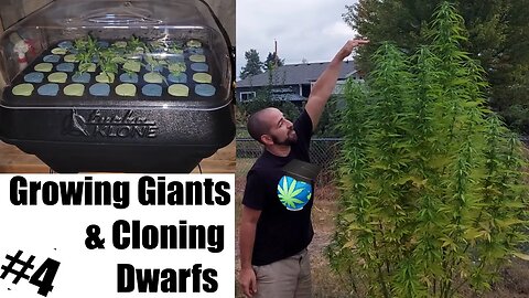 Growing Dwarfs & Giants - Ep 4 - TALL plants & TurboKlone T48 Aeroponic Cloner Look