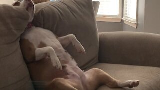 Super lazy pup is a literal couch potato