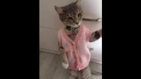 Funny and Cute cat Life | Cats and owner are the best friends