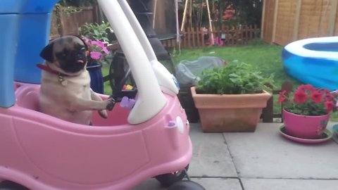 Funny Compilation Of Very Cool Pugs