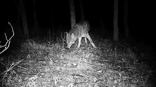 Coyote up close