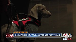 KC Mavericks fostering service dog for veterans