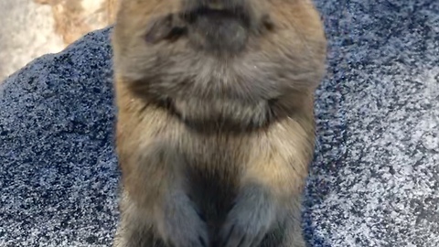 Friendly Ground Squirrel